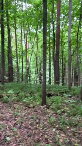 The video shows a man in a black riding suit maneuvering a white and red dirt bike through a dense forest. The forest floor is covered with fallen leaves and green vegetation. The man appears to be struggling to move the bike, using a nearby tree for leverage. He then moves out of frame, and a red dirt bike is visible in the background, parked in the forest.