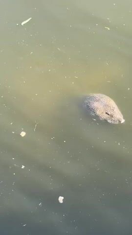 The video shows a turtle swimming in murky green water. The turtle's head is visible, and it appears to be submerged. The water is calm, and there are some small pieces of debris floating on the surface. The reflection of trees can be seen on the surface of the water in the upper portion of the frame.