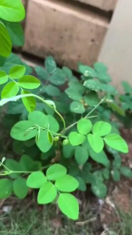 The video captures a close-up view of a leafy green plant with compound leaves, likely growing outdoors near a textured, light-colored wall and some grass. The plant appears healthy and vibrant, with new growth visible. The camera angle is low, focusing on the intricate details of the plant's foliage and stems. The background is softly blurred, emphasizing the subject. There are no people or animals present in the video. The lighting suggests it might be daytime.