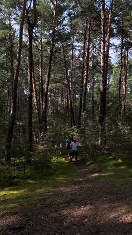 A group of people is walking on a path in a forest. The path is dirt and covered with green moss and pine needles. Tall pine trees with dark brown bark dominate the scene, with sunlight filtering through the branches creating dappled shadows on the ground. The undergrowth is lush and green, with smaller trees and bushes. The people are walking in a line, some carrying bags or rolled-up items. They are dressed in casual clothing suitable for outdoor activities. The atmosphere appears to be relaxed and informal, suggesting a recreational outing.