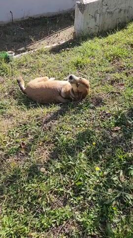 A medium-sized dog is lying on its back in the grass, facing the camera. It has short, tan-colored fur and is positioned on a slight incline. The dog is making whining noises, and it appears to be rolling slightly or scratching its back on the grass. The grass is green and interspersed with weeds and small yellow flowers. In the background, there is a building with a window, and a concrete structure. The scene is lit by sunlight, casting shadows across the ground.