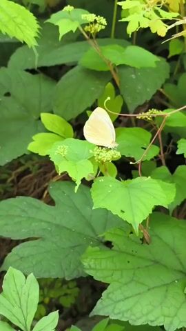 A close-up video shows a pale yellow butterfly resting on a green plant. The butterfly has its wings folded upwards. The plant has large, serrated leaves and small, pale green flower buds. The background is filled with more lush green foliage, creating a natural, outdoor setting. The camera is still.