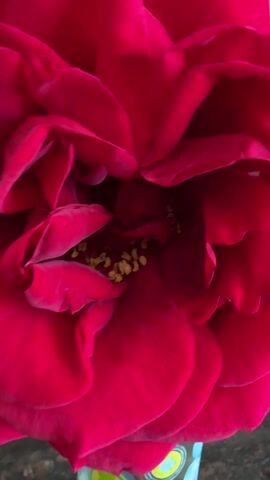 The video shows a close-up shot of a large, dark red rose in a vase. The rose is in full bloom, with many layers of petals tightly packed together. The center of the rose is visible, showing tiny yellow stamens. The vase has a pattern of green and blue circles on it. The background is a blurred kitchen scene with white cabinets.