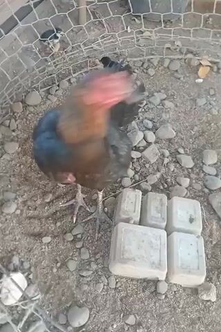 The video shows a black rooster and hen in an outdoor enclosure. The ground is covered with dirt and rocks. There is a wire fence surrounding the enclosure, and in the background, there are some containers and a cart. The rooster has a red comb and wattle, and its feathers are iridescent black and blue. The hen is also black with some reddish-brown feathers on its neck and wings. There are four white plastic containers arranged in a square on the ground in front of the birds. The birds are moving around and pecking at the ground.