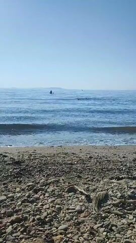 The video captures a serene beach scene under a clear blue sky. The foreground is dominated by a pebbly shore, with a scattering of natural debris. Gentle waves lap the shore, creating a shimmering effect on the water's surface. In the distance, the vast expanse of the ocean stretches towards the horizon, where a faint landmass is visible. Several dark shapes can be seen in the water, possibly seabirds in flight or marine animals. The overall atmosphere is tranquil and natural, highlighting the beauty of the coastal environment.