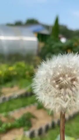 A dandelion seed head is shown in the foreground, out of focus, with a blurry background of a garden. A greenhouse is visible on the left, with a small house and trees behind it. The sky is blue with some clouds. A gust of wind blows some of the dandelion seeds away.