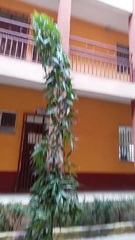 The camera is pointed upwards at a tall, narrow tree in front of a three-story building. The building is painted a yellow-orange color and has brown columns and railings on the balconies. There are windows with bars on the ground floor. A door with a sign above it is visible on the ground floor. The sky is not visible.
