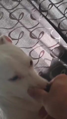 A hand pets a white dog's back and then its paw. The dog is facing away from the camera. A curtain with a swirling pattern is in the background.