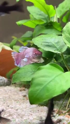 A Betta fish with white and pink fins is in an aquarium. A black molly fish swims past the Betta, briefly appearing to nip at it. The Betta fish remains in the aquarium, swimming amongst green plants and sandy substrate.