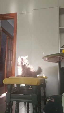 A fluffy cat sits on a yellow stool in a sunlit room. The cat is grooming itself. The room appears to be a living room or dining room with a doorway to another room on the left. The light casts a strong shadow of the cat on the wall.