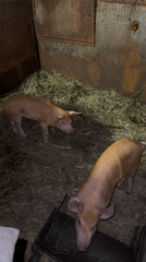Visitor interacts with farm animals at Krilovo livestock facility