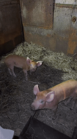 Visitor interacts with farm animals at Krilovo livestock facility