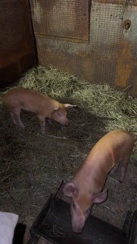 Visitor interacts with farm animals at Krilovo livestock facility