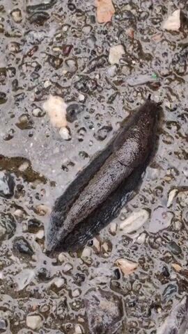 The video shows a close-up, overhead view of a dark-colored slug with a flattened body, moving across a wet, granular surface that appears to be asphalt or gravel. The slug is elongated and dark brown or black, with two small antennae visible at its anterior end. The surrounding surface is a mixture of wet gravel, small stones, and debris, with reflections indicating the presence of water. The lighting is consistent throughout the short clip, suggesting it was filmed during daylight hours. There are no other visible organisms or objects in the frame besides the slug and its environment. The slug is the sole subject of the video and its movement is the primary action.