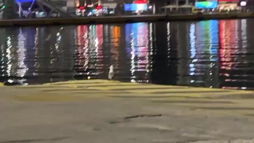 The video shows a view of a waterfront at night. The water is dark and reflects the lights of buildings across the waterway in colorful streaks. A single white bird stands at the edge of a concrete pier, near the water. The bird remains stationary throughout the brief video. The focus is somewhat soft, giving a slightly blurred appearance.