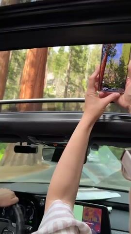 A person's arm is visible from the shoulder down, holding a pink smartphone vertically to capture a video of a road surrounded by tall trees. The person is in the passenger seat of a car, which appears to have the sunroof open. Through the sunroof, a large, reddish-brown tree trunk is prominent on the left side of the frame. The phone's screen shows a video of a road with trees and a red car. In the foreground, the dashboard of the car is visible, with a screen displaying "VIBES VOL". Another person's hand is visible on the steering wheel to the left. Cars are seen driving on the road outside. The environment appears to be a forest with tall trees and a paved road.