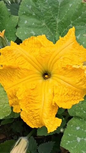Bees deep in squash blossoms on a Northampton summer morning