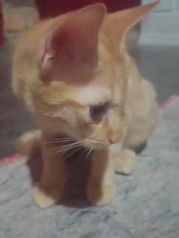 A ginger kitten is on a patterned rug. The kitten's head is turned to the left, and its eyes are wide open. The kitten is looking towards the camera. The background is blurry and out of focus.