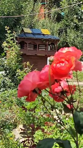 A close-up shot of pink and orange roses blooming in a garden. In the background, a small, ornate wooden structure with a blue and yellow roof stands amongst lush green foliage. The lighting suggests a bright, sunny day.