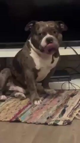 A medium shot depicts a gray and white American bully dog sitting on a small, multicolored rug indoors. The dog is facing the camera with a stoic expression. Behind the dog is a white entertainment center, a black television, and some wires. A voice can be heard in the background. The floor appears to be wood.