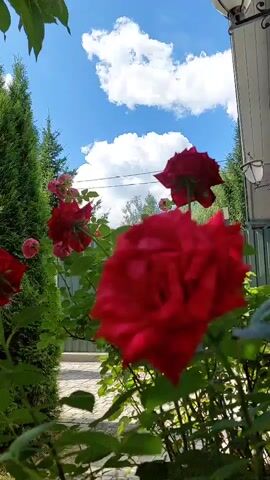 A video captures a close-up shot of a bright red rose in the foreground. In the background, there are other red roses, green foliage, and a bright blue sky with fluffy white clouds. On the right side of the frame, part of a white building or structure is visible. The scene appears to be outdoors, possibly in a garden or yard, under sunny conditions. There are no people or animals visible in the video. The camera is mostly static, with slight movements suggesting it is handheld.