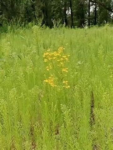 This video shows a close-up view of a meadow with tall green grass and various plants. In the center of the frame, there is a cluster of bright yellow flowers, likely a bush or a small plant. The rest of the meadow is filled with lush, green vegetation, some of which have small white or light-colored flowers. Towards the left of the frame, there's a taller plant with thin, long leaves, appearing more like a sapling or a bush. The background is slightly blurred, showing a line of trees, suggesting the meadow is bordered by a wooded area. The lighting indicates it is daytime, likely sunny with some shadows. The camera is mostly static with minor panning and tilting movements, focusing on the flora of the meadow.