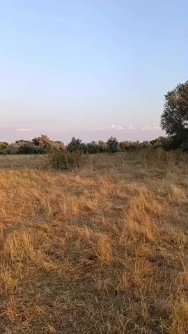 The video shows a wide-angle shot of a dry, grassy field. The grass is golden brown and appears to have been recently cut or mown, with some patches of shorter grass interspersed. In the background, a line of trees and shrubs forms a distant treeline. The sky above is clear with a few wispy clouds, and the lighting suggests it is either sunrise or sunset, with warm golden light illuminating the field. A long shadow of a person is cast across the field from the left side of the frame, indicating the position of the videographer or someone nearby. The overall scene is peaceful and natural, typical of a rural or wild landscape.