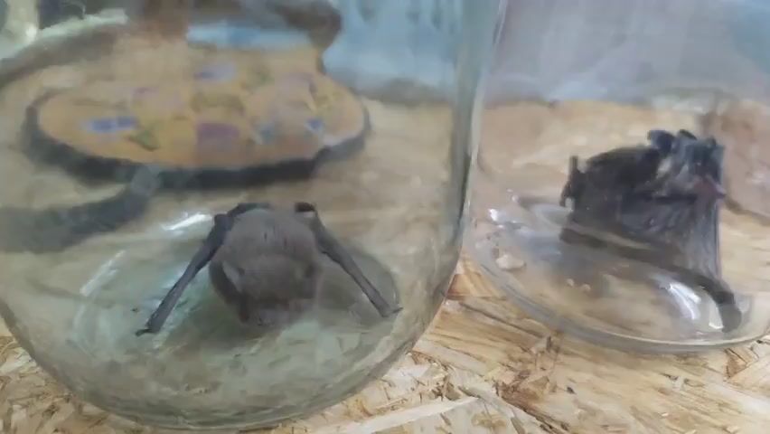 The video shows two bats in separate glass jars. The jars are filled with a bedding material that appears to be straw or wood shavings. The bat on the left is a lighter brown color and is positioned with its wings slightly spread. The bat on the right is darker, almost black, and is curled up in a more compact position. The bats appear to be alive and are moving slightly within their containers. The background is a wooden surface.