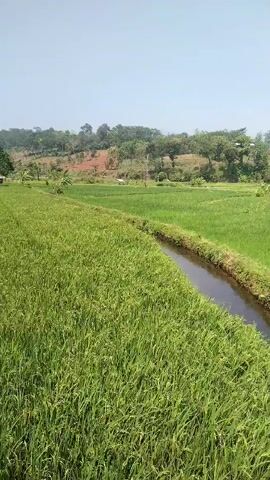 The video shows a panoramic view of a lush green rice paddy field. A narrow irrigation channel runs along the right side of the field, with water flowing through it. In the background, there are rolling hills covered with trees and vegetation. The sky is clear and blue. The scene appears to be a rural landscape, likely in a tropical or subtropical region. There are no people or animals visible in the video. The overall impression is one of natural beauty and tranquility.