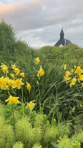 The image captures a serene outdoor scene in Búðir, Iceland. In the foreground, a vibrant cluster of bright yellow daffodils, with their characteristic trumpet-shaped blooms, stands out against a backdrop of lush green foliage. Below the daffodils, feathery, light green plants, possibly horsetail, add texture to the immediate foreground. The midground is filled with tall green grass and other leafy plants, creating a natural and slightly wild landscape.

In the background, partially obscured by rolling green hills, a distinctive dark-colored church with a prominent steeple rises, its silhouette sharply defined against the sky. The church building appears to be black or a very dark color.

The sky is overcast, providing soft, diffused light, with a faint pinkish hue on some clouds suggesting either early morning or late evening, or simply an overcast day. No people are visible. The scene exudes a sense of calm and natural beauty, with the vibrant yellow daffodils offering a cheerful contrast to the muted greens, grays, and the dark silhouette of the church. There is no visible text.