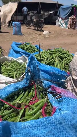 A medium eye-level shot depicts a market scene with focus on sacks of green peas in the foreground.  Several sacks are visible, primarily blue woven sacks filled with fresh green peas. Some stalks and red strings are seen on the sacks.  The background features a dusty, open market area. Several people are moving around in the background. A man walks in front of a parked motorcycle and toward a vendor stall covered with a tent. In the middle of the video a man in a plaid shirt and black cap walks in front of the green pea sacks toward a blue and white truck. The truck, labeled "Maroc" and "Mitsubishi", is parked next to the produce.  The sky is blue with scattered clouds.