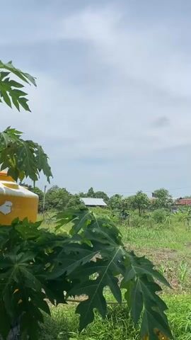 The video shows an outdoor scene with a wooden structure and vegetation. The structure is tall and rectangular, made of horizontal wooden planks and topped with a reddish roof. It appears to be an outbuilding or a small house. In the foreground, there are large green leaves, likely from a papaya tree. The background consists of a field of tall green grass and scattered trees. The sky is overcast with clouds. There are no people visible in the video.
