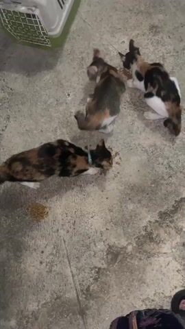 Three calico cats are eating kibble scattered on a concrete floor. One cat is lying down and eating from a pile of food. Two other cats are standing and eating from another pile of food. A portion of a green and white pet carrier is visible in the upper left corner of the frame. The video is shot from a high angle, looking down at the cats.