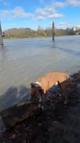A brown and white dog stands on a muddy bank near a river, biting a log at the water's edge. The river is wide and murky. In the background, there are trees, buildings, and wooden posts sticking out of the water. The sky is blue with some scattered clouds. A person in a black puffer jacket approaches the dog.