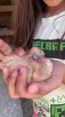 A young person with long brown hair, wearing a white t-shirt with green text, holds a fluffy, light-yellow baby bird with small, closed eyes in their cupped hands. The bird has some pinkish skin showing through its downy feathers, and a dark, greyish area around its eyes. The background is a blurry indoor setting with some wooden structures visible. The person holding the bird gently moves their hands as the bird slightly stirs.