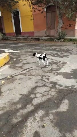 A black and white dog is walking on an asphalt road. The dog is in the middle of the road and is facing away from the camera. There are buildings on the side of the road and trees. The dog appears to be alone.