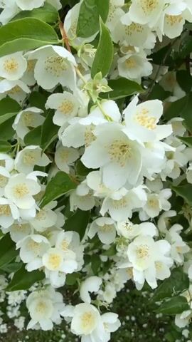 The video shows a close-up view of a large, blooming jasmine bush in Petrishchevo, Russia. The bush is covered in clusters of small, white, fragrant flowers with yellow centers. Green leaves are interspersed throughout the branches. The camera slowly pans upwards and outwards, revealing the full extent of the blooming bush. In the foreground, fallen white petals litter the green grass. The lighting suggests it is daytime, and the overcast sky hints at potentially cool or rainy weather. The scene evokes a sense of natural beauty and the arrival of spring or early summer. There is no visible text in the video.