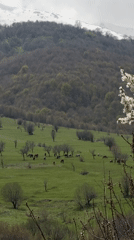 Horses graze near snow-capped mountains in Shahumyan, Armenia