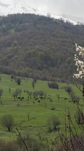 Horses graze near snow-capped mountains in Shahumyan, Armenia