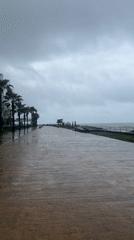 Overcast morning captured along Batumi's palm-lined waterfront boardwalk