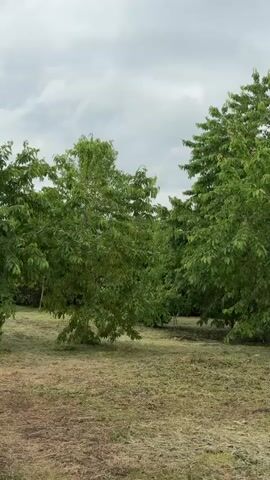 The video shows a stand of trees with green leaves. The ground is covered in dry grass. The sky is overcast with gray clouds. The camera pans slowly from left to right, showing more trees in the background.