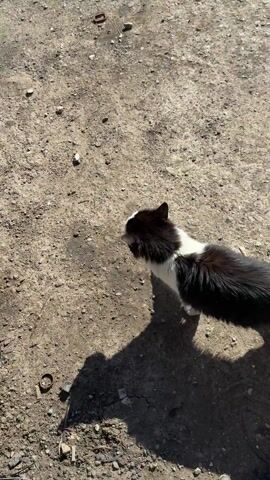 The video shows a black and white cat standing on a patch of dirt. The cat is mostly black with white markings on its neck and paws. It is looking up and to the right of the frame. The cat's tail is fluffy and curled. The ground is dry and covered in small pebbles and pieces of debris. The scene is illuminated by sunlight, casting a shadow of the cat on the ground.