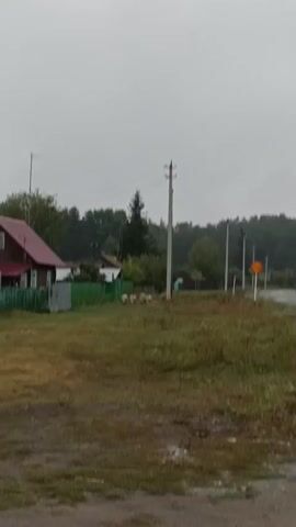 The video shows a rural scene with a house and a few sheep. A tall wooden pole with electrical wires stands in the middle of the frame. A green fence runs along the side of the house, and a dirt path is visible in the foreground. The sky is overcast, and the trees in the background are dense and green. A traffic sign is visible on the right side of the frame. The sheep are grazing in a grassy area.
