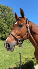 Horse care routine documented in Austrian town