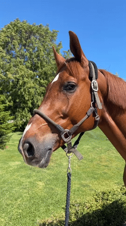 Horse care routine documented in Austrian town