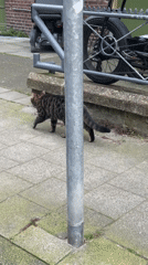 Amsterdam street scenes: cat, window displays, parked Porsche observed
