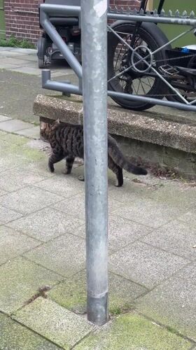 Amsterdam street scenes: cat, window displays, parked Porsche observed