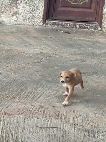 A small, tan puppy with white paws walks across a textured, gray concrete surface. The puppy looks towards the camera with its ears slightly back. The concrete surface has visible cracks and indentations. In the background, out of focus, are hints of blue and brown objects, possibly debris or building materials. The lighting appears to be natural daylight, casting soft shadows. The puppy is the primary focus of the frame.
