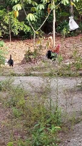 The video shows a rural or backyard scene with several chickens walking around on dirt and vegetation. In the background, there are trees and some greenery. There is a rooster with black and red feathers and at least two other chickens. One chicken is black and white and is walking towards the left of the frame. Another chicken is entirely black and is walking towards the right of the frame. The lighting suggests it is daytime.