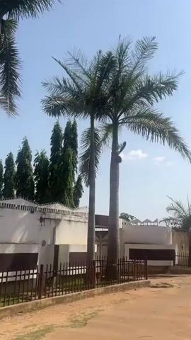 The video shows a street scene in what appears to be a tropical or subtropical location. The road is a reddish-brown dirt or clay color. A white wall with dark brown rectangular accents runs along the side of the road, separated by a short black fence. Tall palm trees are scattered along the wall's perimeter. Behind the wall, there are taller, cone-shaped trees. A black water tank on a raised platform is visible behind the wall as well. The sky is blue with some wispy white clouds. The overall lighting suggests it is daytime and sunny.